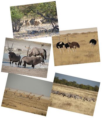 Boemans Safari